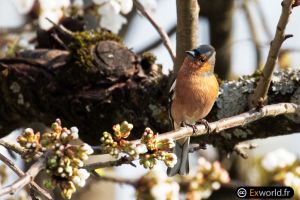 Fringilla coelebs 2