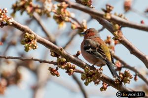 Fringilla coelebs