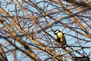 Parus major