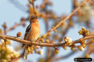 Singing