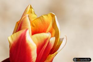 Tulipes