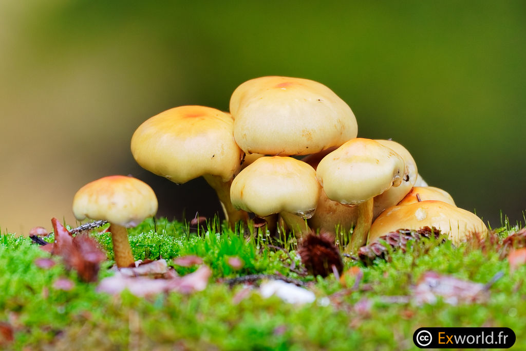 Mushrooms V