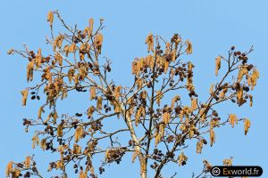 Alnus glutinosa