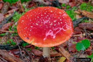 Amanita I