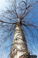 Betula