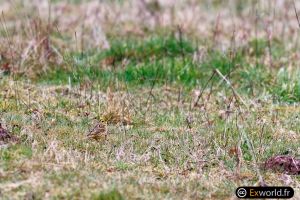 Emberiza citrinella