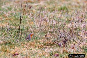 Erithacus rubecula