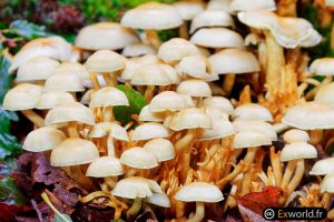 Mushrooms II