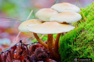 Mushrooms VI