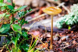 Mushrooms VII