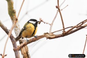 Parus major