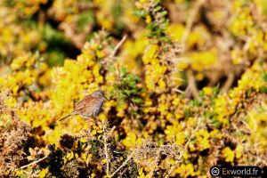 Prunella modularis