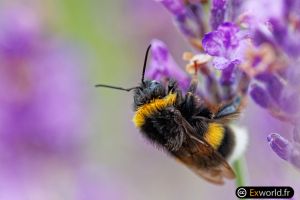 Bombus