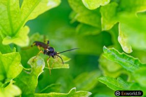 Ichneumon