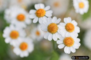 Tanacetum