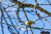 Mésange bleue 2