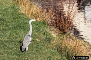 Ardea cinerea