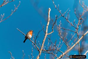 Erithacus rubecula