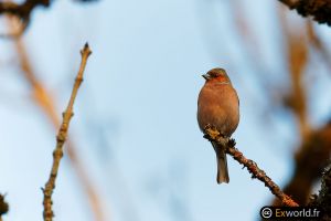 Fringilla coelebs