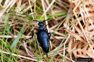 Meloe violaceus Marsham 1802