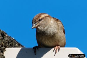 Passer domesticus 10