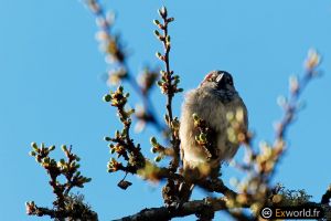 Passer domesticus 2