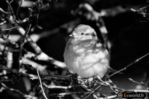 Passer domesticus 3