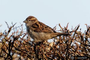 Passer domesticus 4