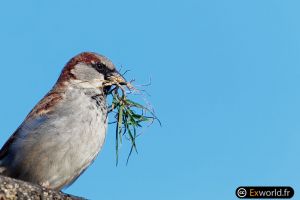 Passer domesticus 5