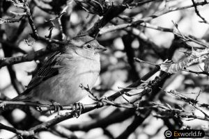 Passer domesticus 6