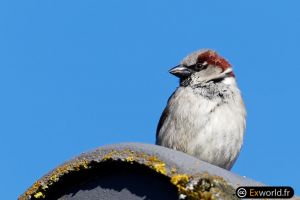 Passer domesticus 7