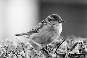 Passer domesticus