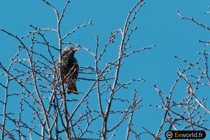 Sturnus vulgaris