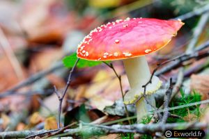 Amanita muscaria III