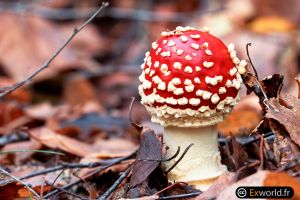 Amanita muscaria IV