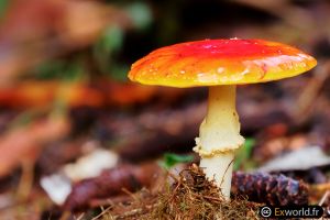 Amanita muscaria