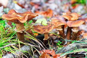 Armillaria cepistipes