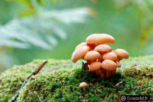 Hypholoma fasciculare II