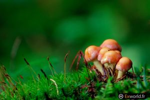 Hypholoma fasciculare III