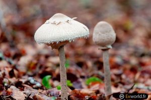 Macrolepiota procera