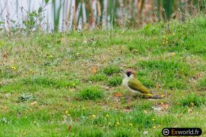 Picus viridis