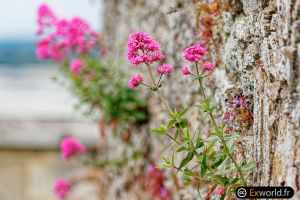 Centranthus angustifolius