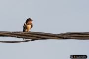 Hirundo rustica