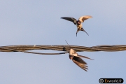 hirundo rustica 2