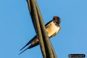 hirundo rustica 3